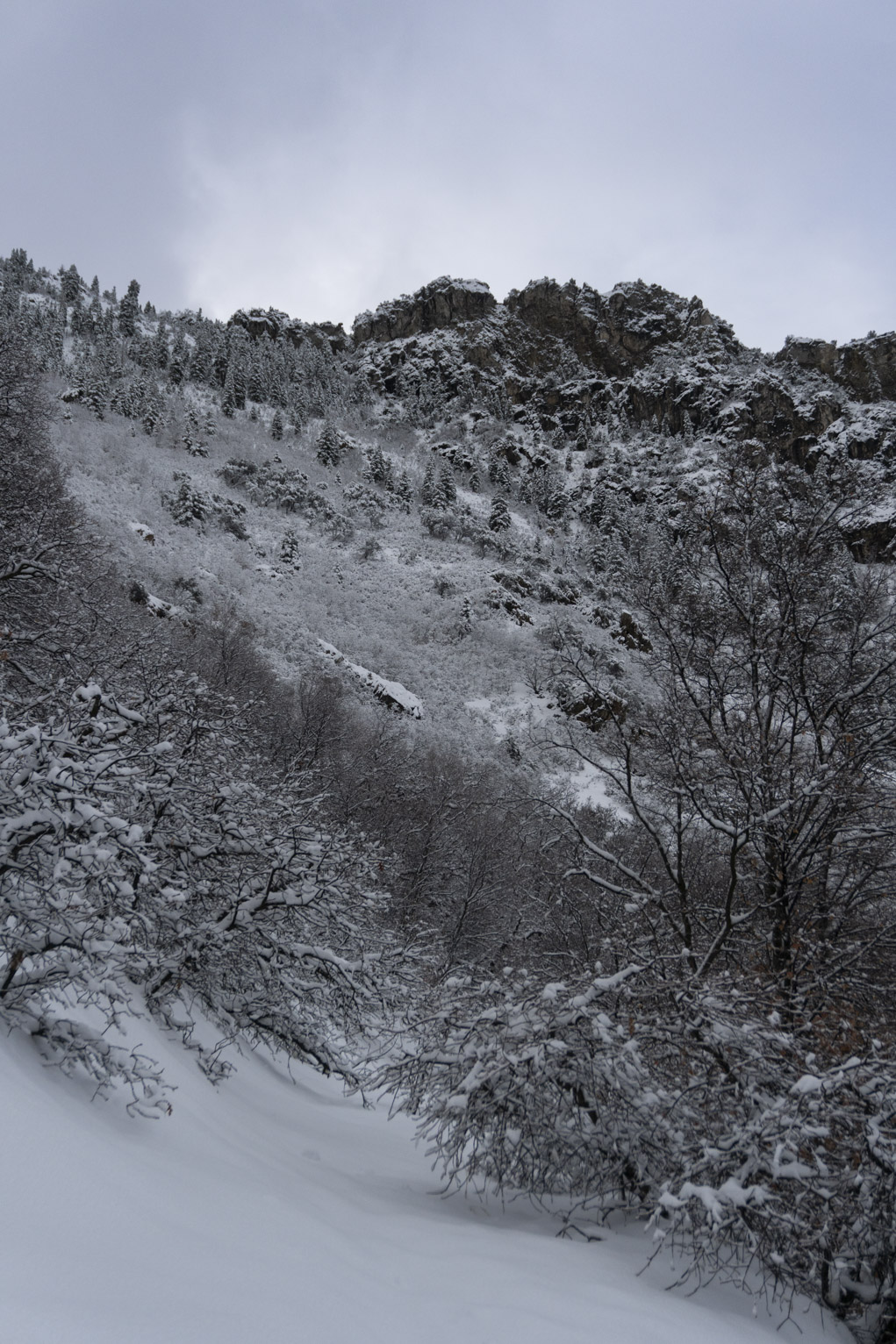 Snowy mountainside of slate with pines and rocks with the path so full of snow it comes up close to the low tree branches